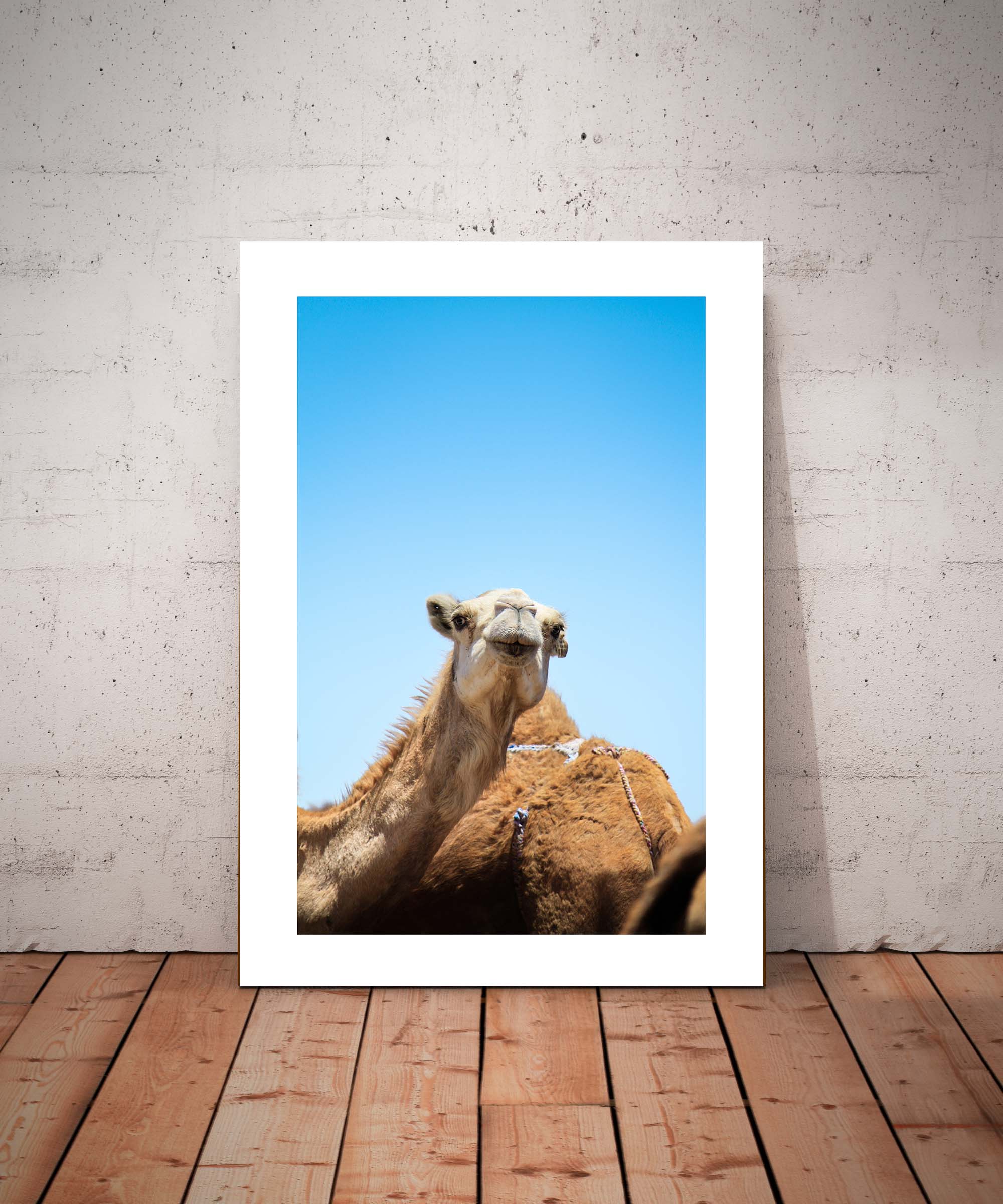 Sky camel