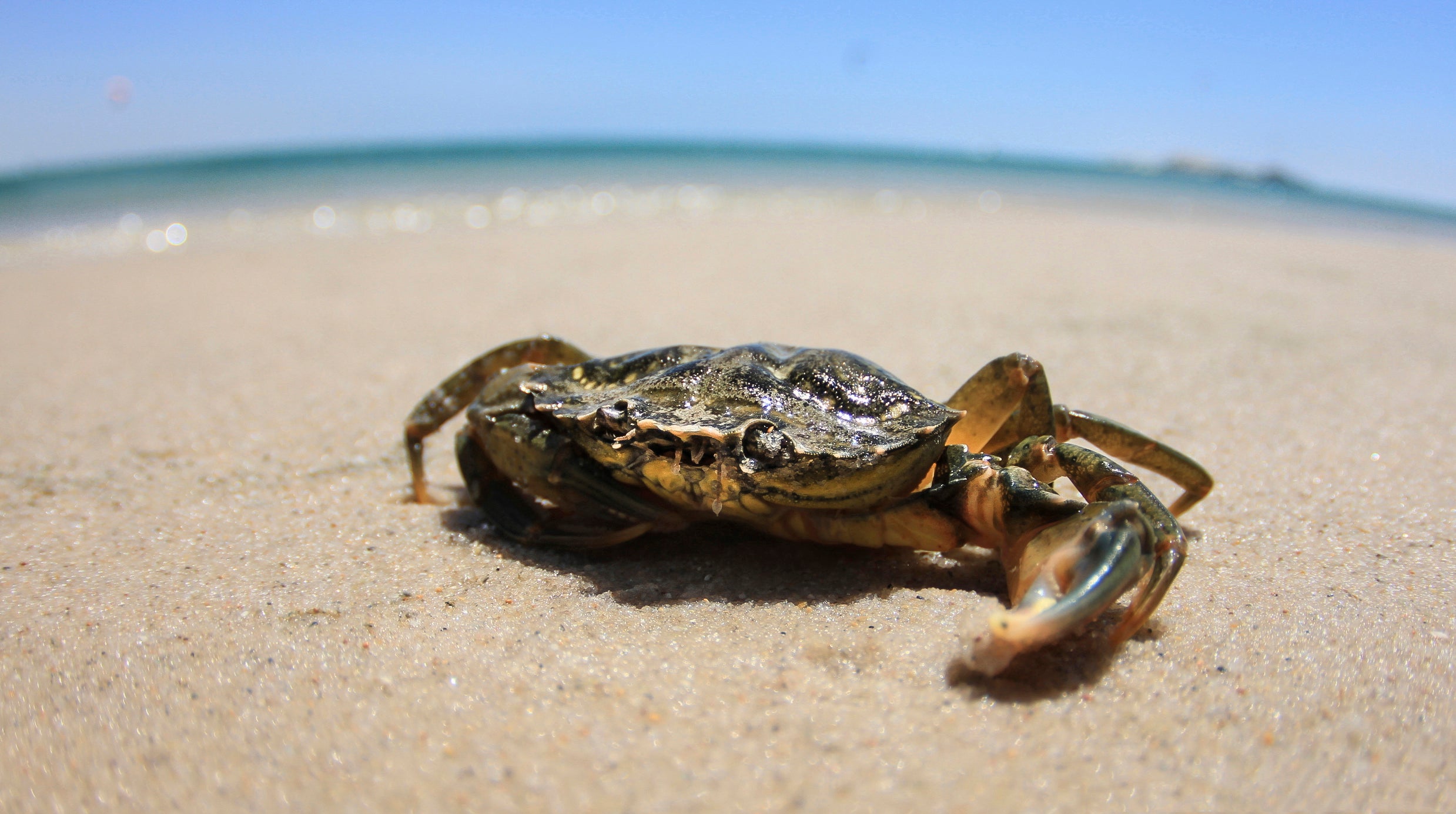 Solitary crab